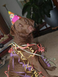 gila is 1 jaar
